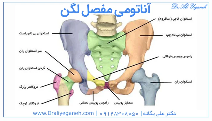 آناتومی مفصل لگن